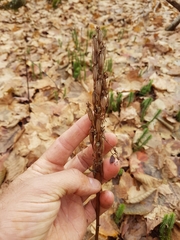 Platanthera macrophylla