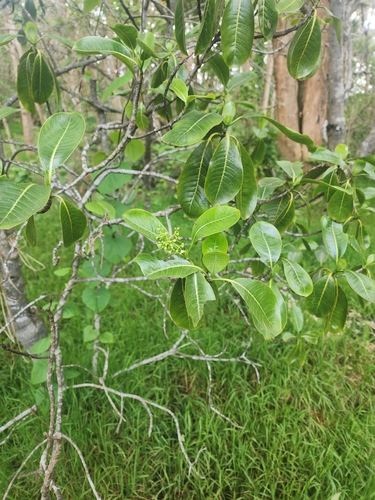 Image of Psychotria hawaiiensis by (c) Peter A. Greenberg, some rights reserved (CC BY)