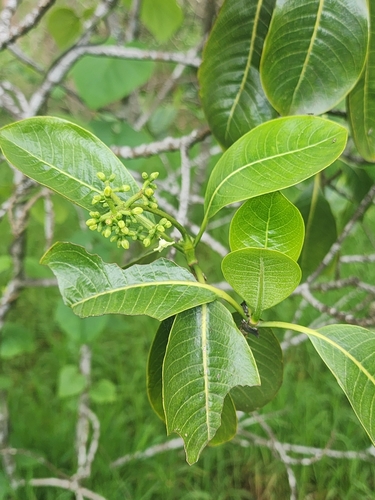 Image of Psychotria hawaiiensis by (c) Peter A. Greenberg, some rights reserved (CC BY)
