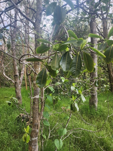 Image of Psychotria hawaiiensis by (c) Peter A. Greenberg, some rights reserved (CC BY)