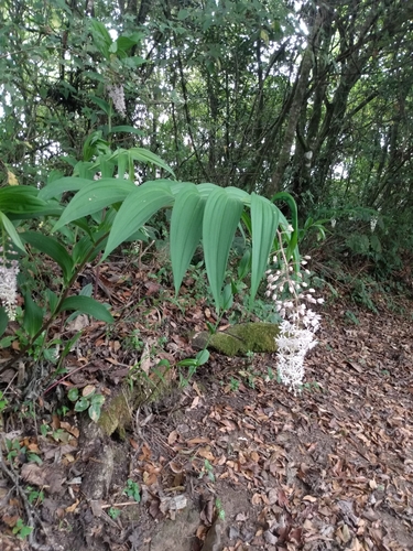 Maianthemum flexuosum image