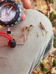 Platanthera macrophylla