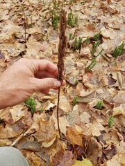 Platanthera macrophylla