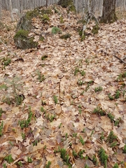 Platanthera macrophylla