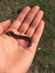 Hemiergis talbingoensis