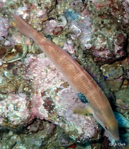 Rock Wrasse