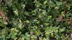 Persicaria thunbergii