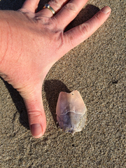 Blepharipoda occidentalis