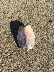 Blepharipoda occidentalis