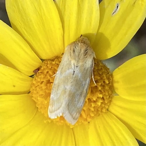 Schinia biforma