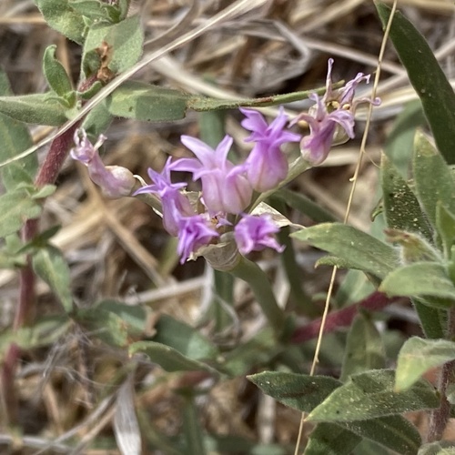 Plains onion (Allium perdulce)