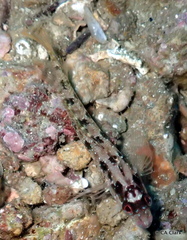 Alloclinus holderi