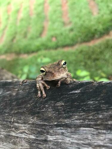 Usina Tree Frog