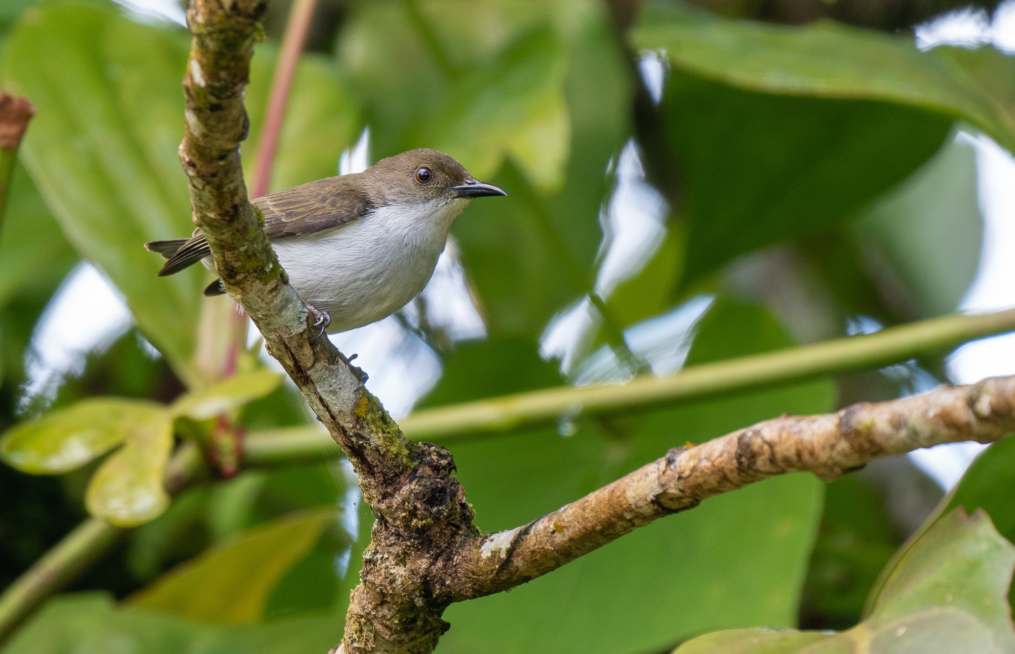 Buzzing Flowerpecker (Dicaeum hypoleucum), photo 2