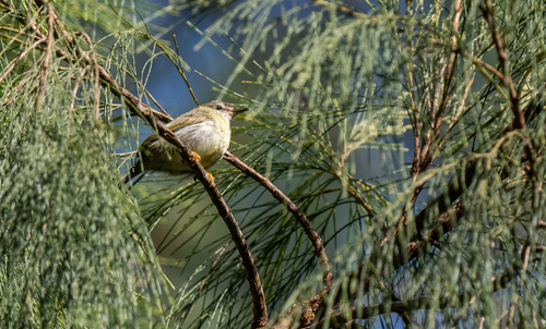 Mindanao Miniature Babbler (Micromacronus sordidus), photo 4
