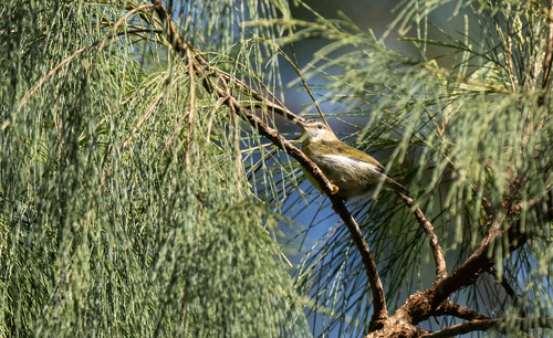 Mindanao Miniature Babbler (Micromacronus sordidus), photo 4