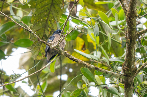 Whiskered Flowerpecker (Pachyglossa propria)