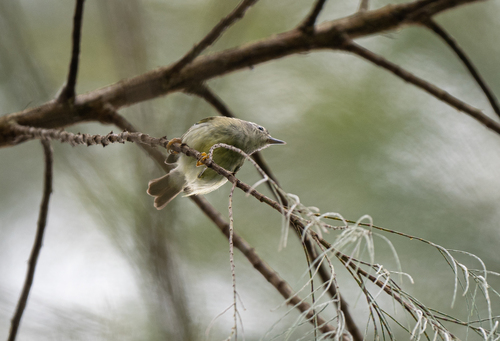 Mindanao Miniature Babbler (Micromacronus sordidus), photo 2