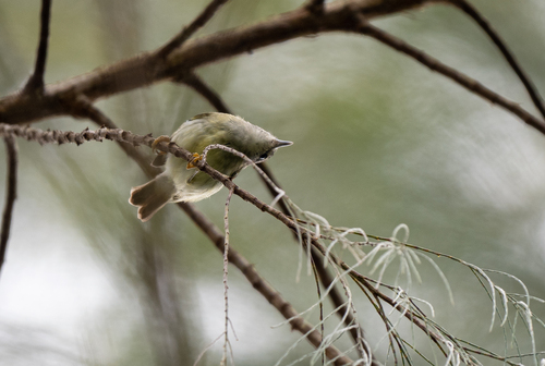 Mindanao Miniature Babbler (Micromacronus sordidus), photo 2