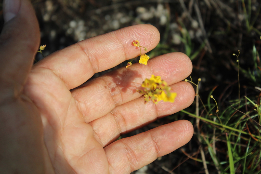 Utricularia fimbriata Kunth 4