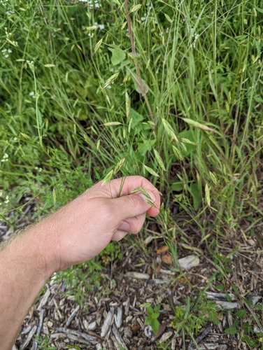 Texas Brome (Bromus texensis)