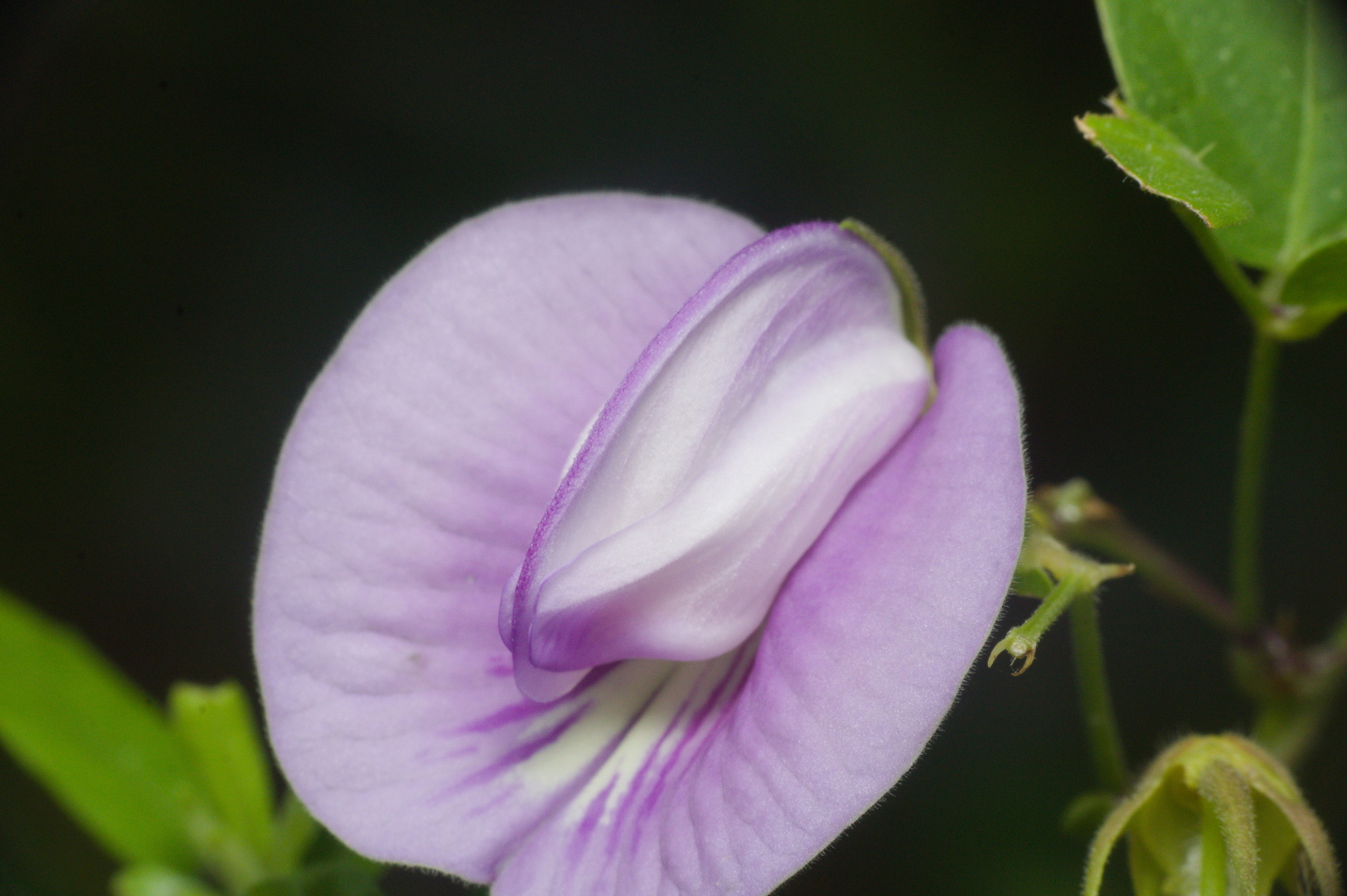 Centrosema virginianum