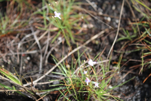 Image of Utricularia amethystina by (c) GERMAN LEONEL SARMIENTO CRUZ, some rights reserved (CC BY)