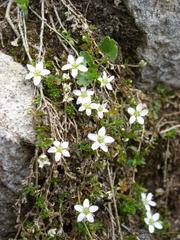 Arenaria biflora