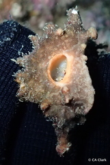 Pteropurpura macroptera