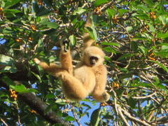 Hylobates lar