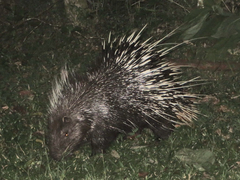 Hystrix brachyura