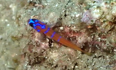 Lythrypnus dalli