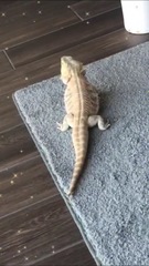 Pogona