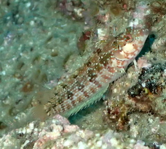 Alloclinus holderi