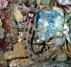 Alloclinus holderi