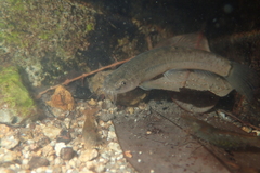 Oreonectes platycephalus