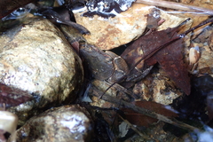 Cryptopotamon anacoluthon