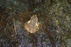 Quasipaa exilispinosa