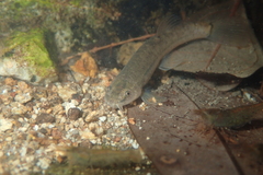 Oreonectes platycephalus