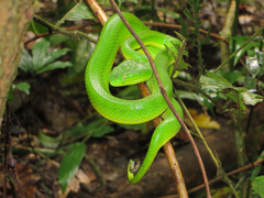 Trimeresurus vogeli