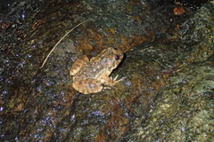 Quasipaa exilispinosa