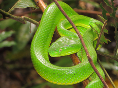 Trimeresurus vogeli