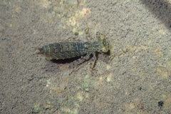 Polycanthagyna erythromelas