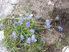 Campanula orbelica
