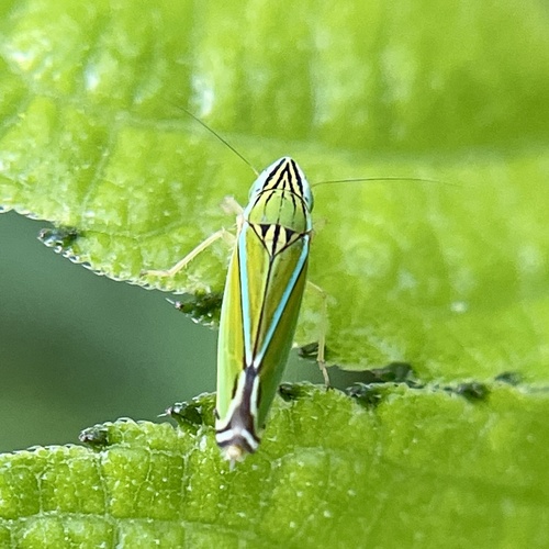 Yellow-striped Leafhopper