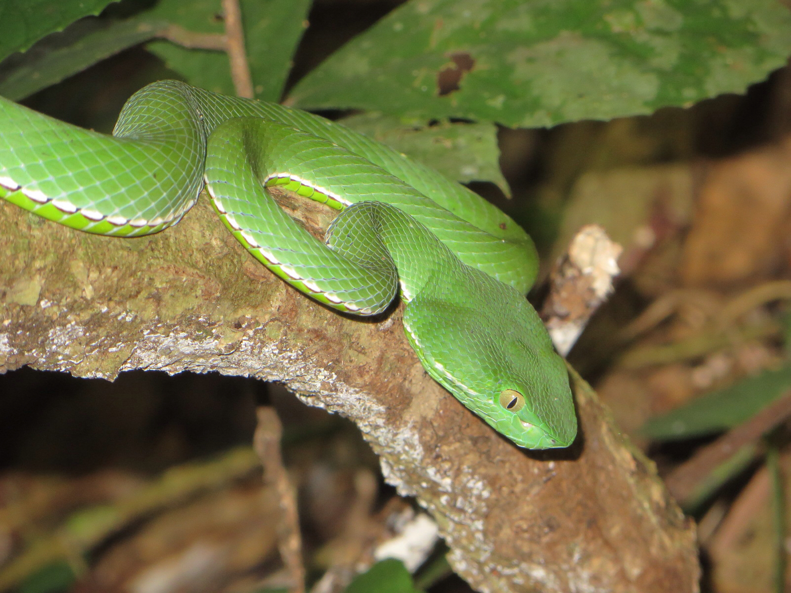 vogel's pit viper