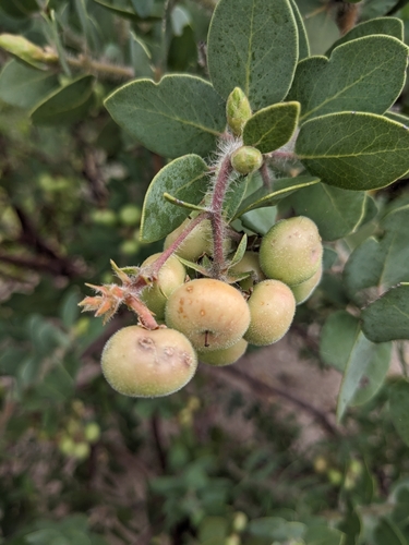 Image of Arctostaphylos catalinae by (c) Aaron Kreisberg, some rights reserved (CC BY)