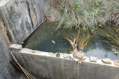 Astronotus ocellatus