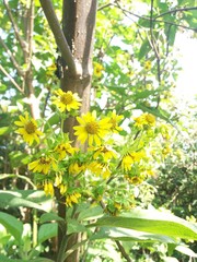 Smallanthus pyramidalis