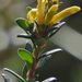 Persoonia asperula - Photo (c) jackiemiles, algunos derechos reservados (CC BY-NC), subido por jackiemiles